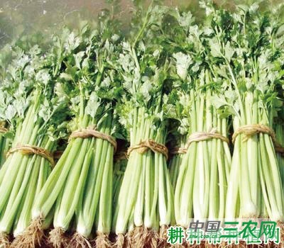 津耘芹二号芹菜品种好不好？