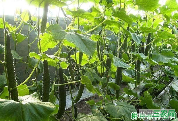 种植黄瓜怎么施肥才好？