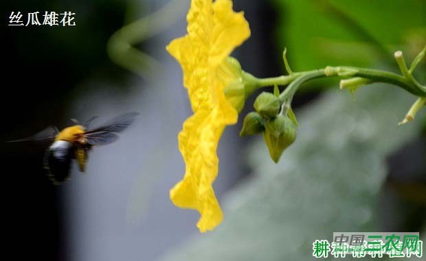 种植丝瓜为什么要摘雄花？