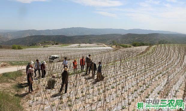 豆角怎样种才高产？