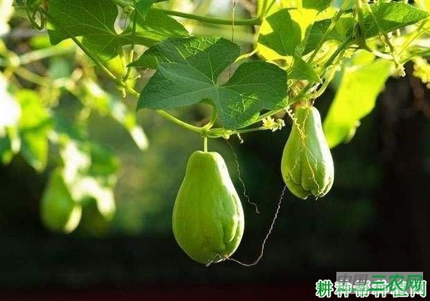 种植佛手瓜怎么科学施肥？