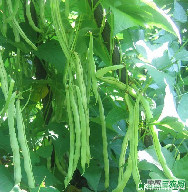 种植四季豆（菜豆）怎样施肥？