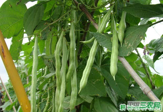 种植四季豆（菜豆）怎样施肥？