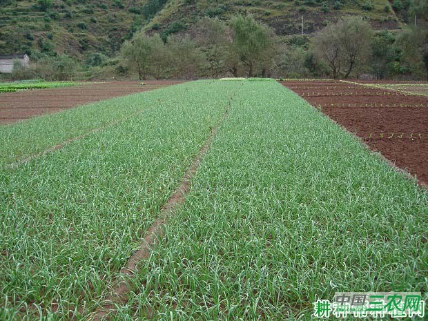 种植大蒜怎样科学施肥？