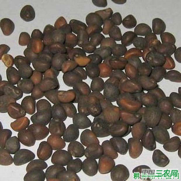 空心菜怎么留种？