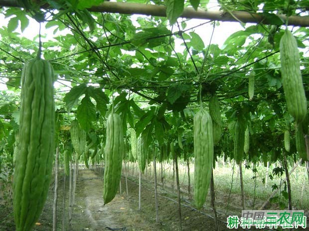 种植苦瓜为什么要施有机肥？