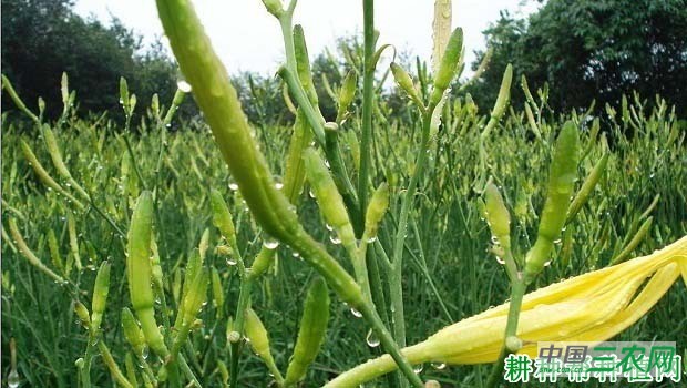 黄花菜需肥特性是怎么样？