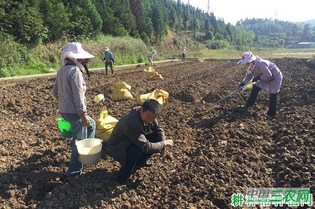 种植生姜需要多少基肥？