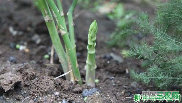 芦笋施肥有哪些注意事项？