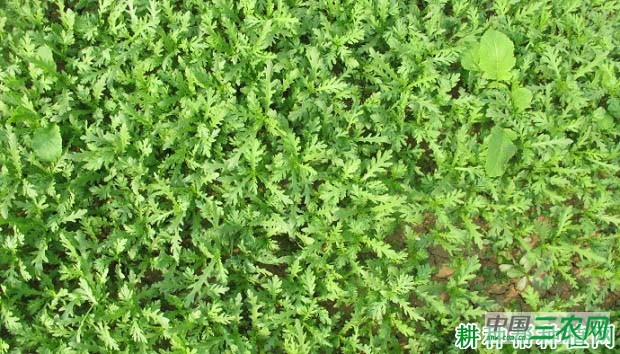 种植茼蒿怎么样间苗？