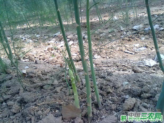 芦笋如何施肥？芦笋用什么肥料好？