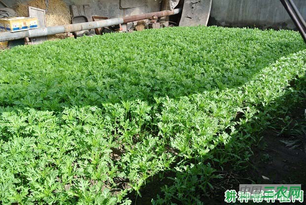 种植茼蒿该怎么施肥？