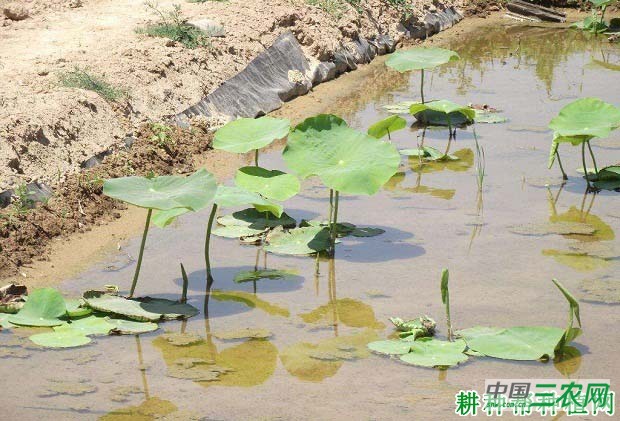 种植莲藕该怎么施肥？