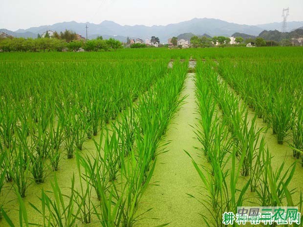 种植茭白如何施肥？