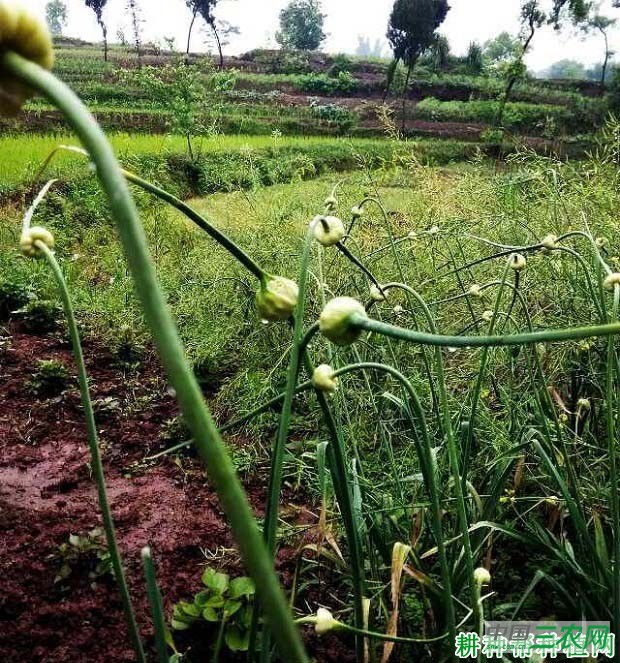 大蒜的花长怎么样？