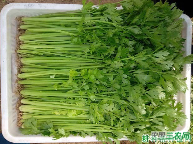 芹菜怎么施肥，用什么肥料好？