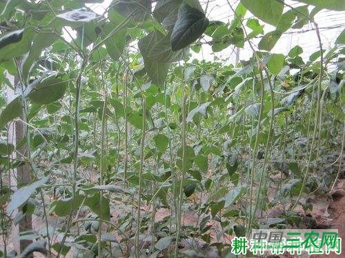 种反季节豆角坐荚难怎么办？