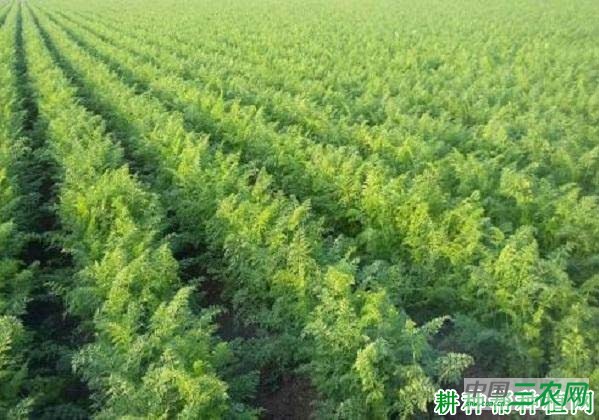 种植胡萝卜施肥时需要注意什么？