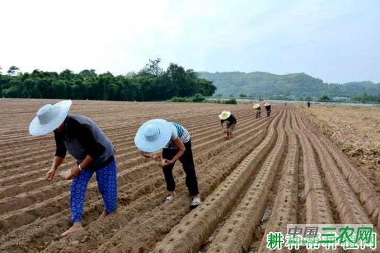 种植萝卜如何预防未熟抽薹？