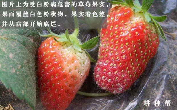 草莓白粉病怎么治？草莓白粉病图片