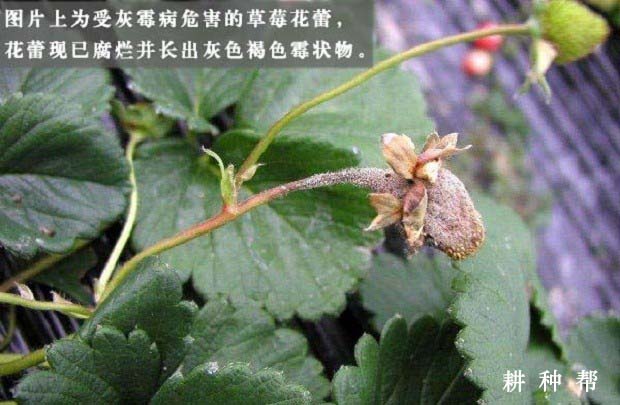 草莓灰霉病如何防治？草莓灰霉病图片