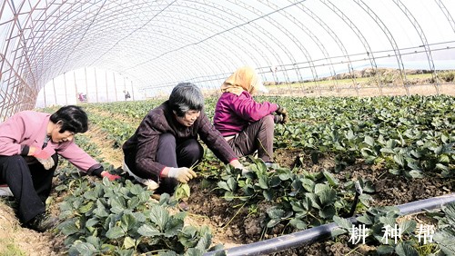 如何促进草莓花芽分化？