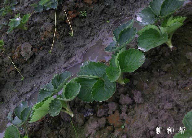 草莓种植如何浇水？