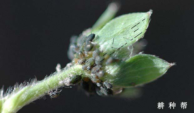 草莓长蚜虫怎么办？草莓蚜虫图片