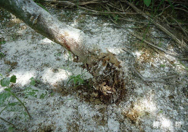 百香果茎基腐病怎么样防治？