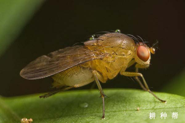 百香果如何防治果蝇危害？