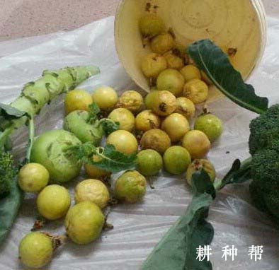 百香果怎么防治蓟马危害？