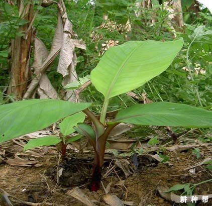 香蕉留芽，要怎么留？