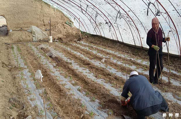 樱桃什么时候种植好？如何种植？