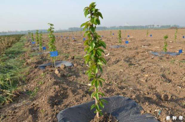 樱桃什么时候种植好？如何种植？