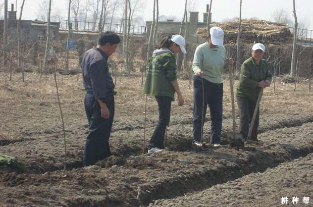 樱桃什么时候种植好？如何种植？