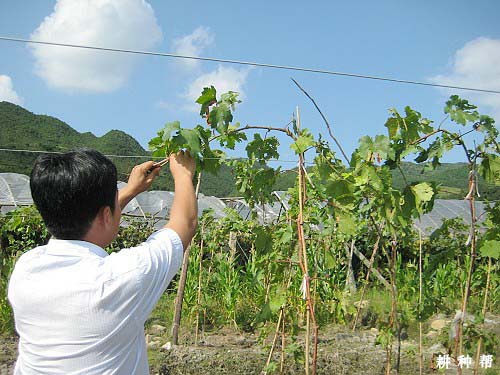 葡萄一年两熟技术如何实现？