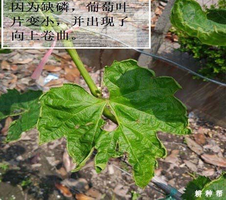 葡萄缺磷、磷过量有什么危害？