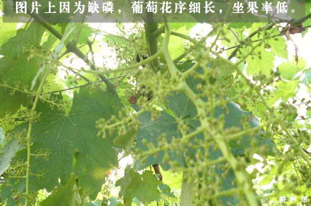 葡萄缺磷、磷过量有什么危害？