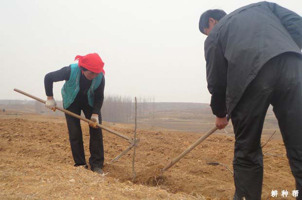 种植核桃树要具备哪些条件？