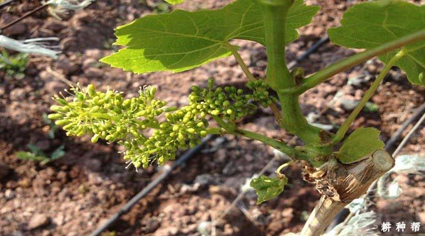 大棚葡萄花期温度、湿度管理要注意什么？附视频