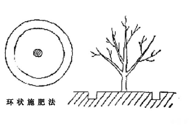 核桃树怎么施肥好？