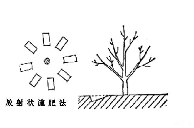 核桃树怎么施肥好？