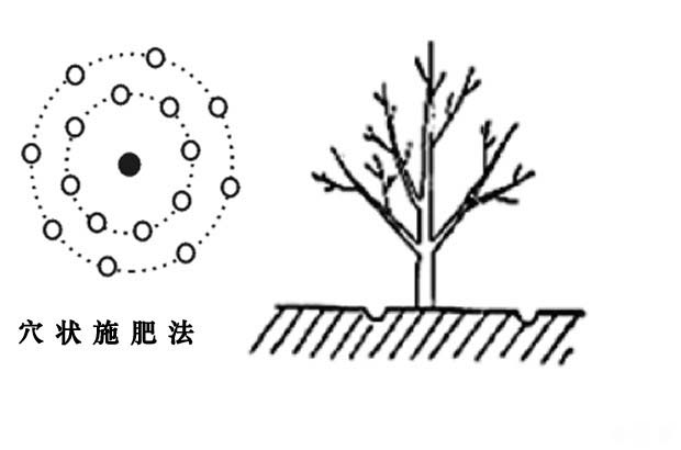 核桃树怎么施肥好？