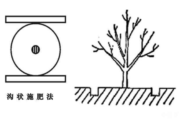 核桃树怎么施肥好？