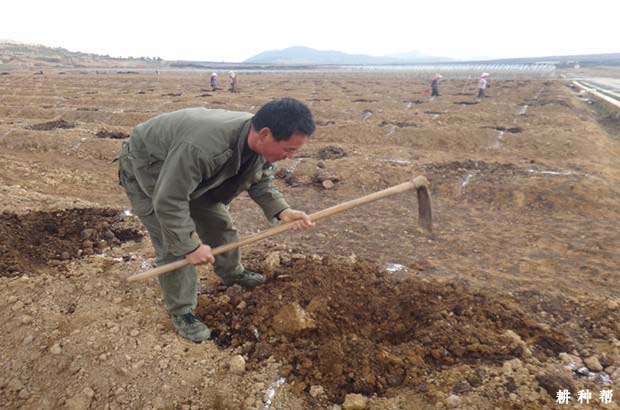 什么样的土壤适合种植苹果？