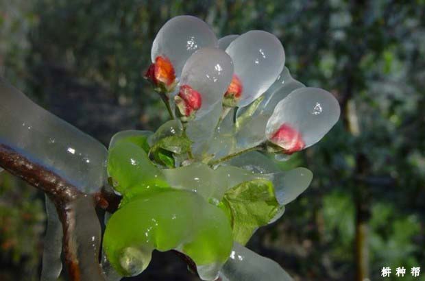 苹果树**适合在什么地方种？