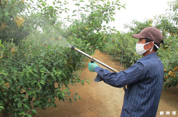 苹果树喷施什么叶面肥好？