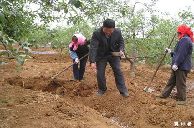 苹果树在什么时间追肥效果好？