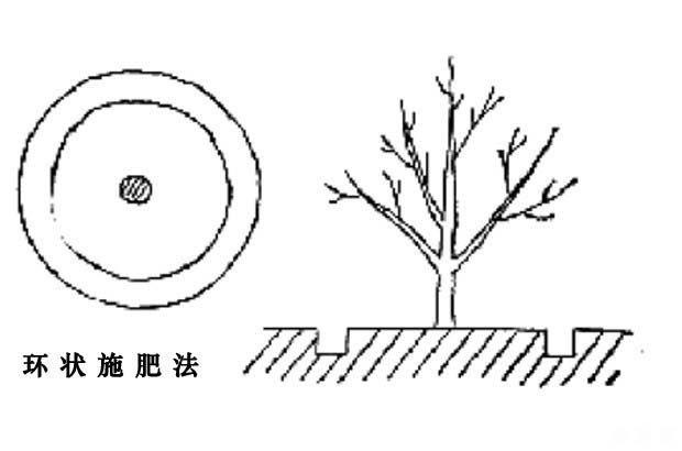 苹果树基肥什么时候放好，要放多少？