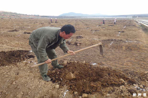 苹果树什么时候种植**？